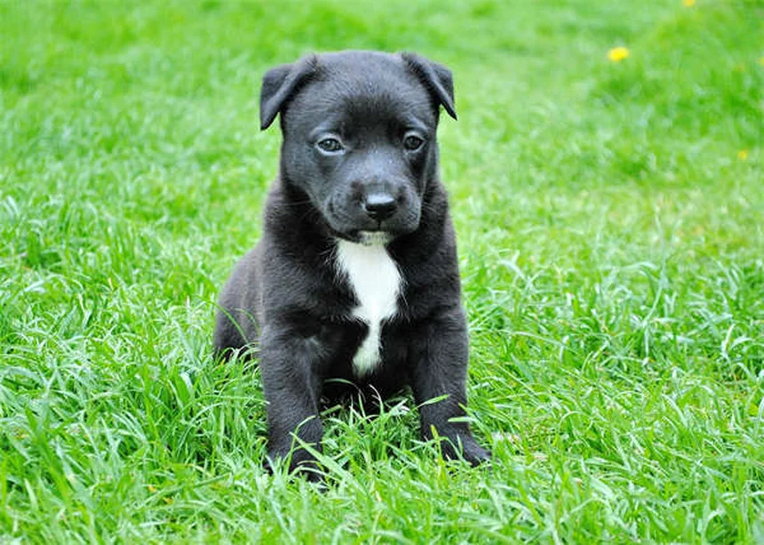 ペットの安全対策7選｜愛犬・愛猫を家の中の危険から守る方法