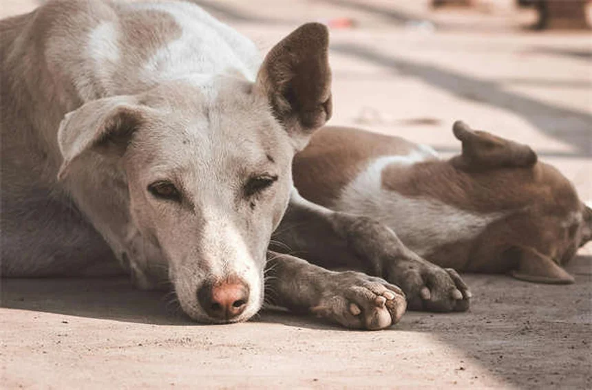 ペットの安全対策7選｜愛犬・愛猫を家の中の危険から守る方法