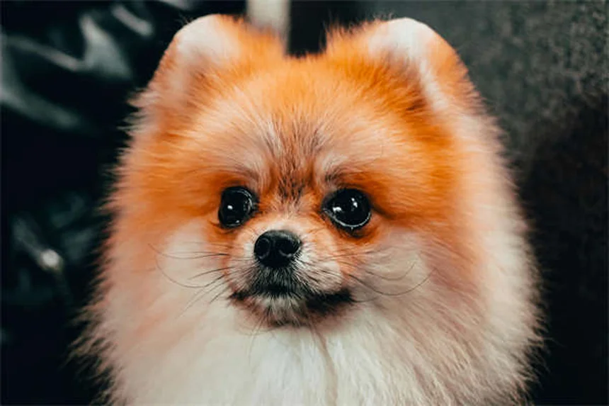 ペットの安全対策7選｜愛犬・愛猫を家の中の危険から守る方法