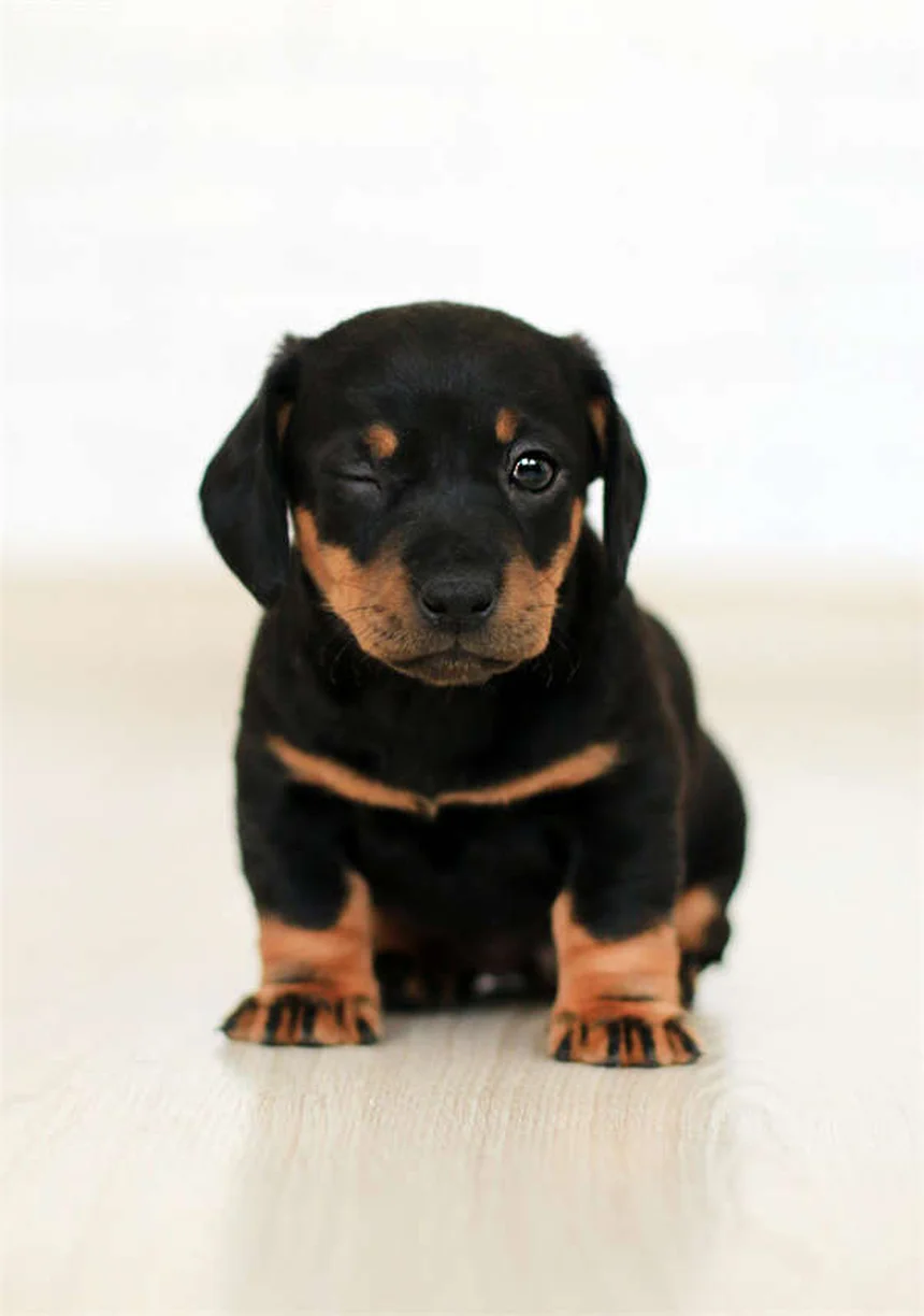 ペット介護のストレス「介護者負担」とは？飼い主の心を守る5つの方法