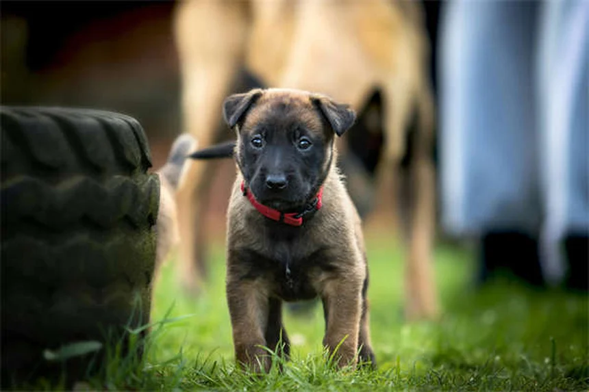 ペット介護のストレス「介護者負担」とは？飼い主の心を守る5つの方法