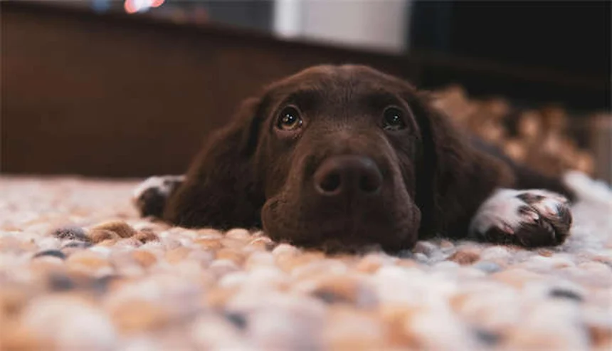 がんペットの運動は安全？愛犬・愛猫の適切な運動量と痛みの見分け方