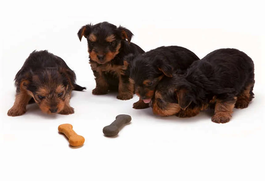 愛犬のベッドのダニ・菌を徹底除去！安全な寝床を作る5つの方法