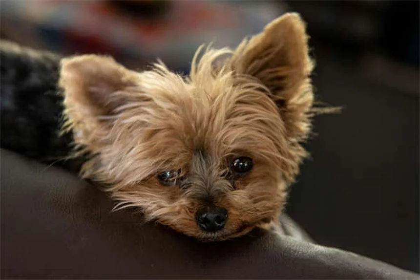 愛犬のベッドのダニ・菌を徹底除去！安全な寝床を作る5つの方法