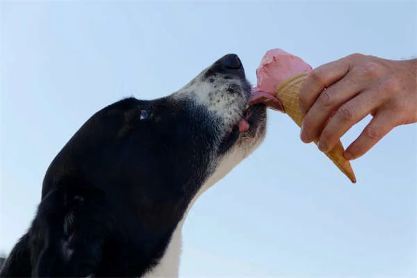 犬の車内安全対策は何がベスト？獣医師が教える選び方と必須グッズ5選