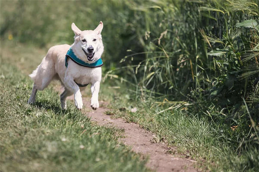 グッピー飼育の魅力とコツ：初心者でも失敗しない8つの事実