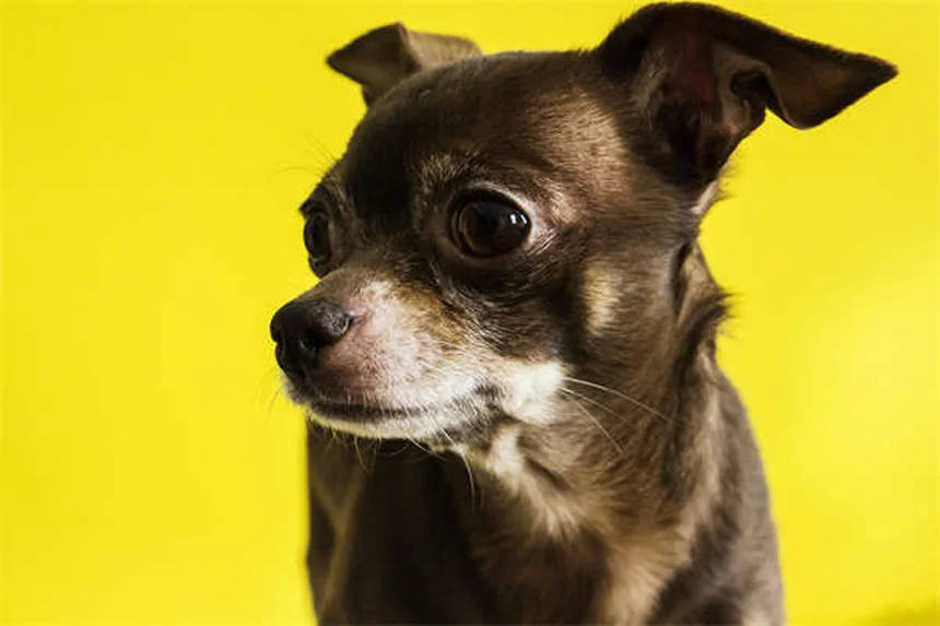 犬に危険なホリデー料理7選｜愛犬を守るための完全ガイド