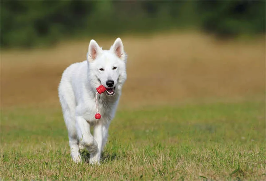 犬のベンゾジアゼピン中毒：誤飲時の症状と緊急対応マニュアル