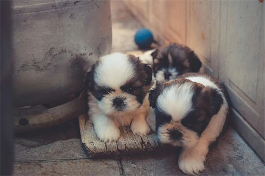 ペットと旅行中の緊急事態：愛犬・愛猫を守る準備と対処法5選