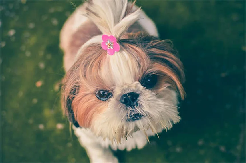 ペットと旅行中の緊急事態：愛犬・愛猫を守る準備と対処法5選