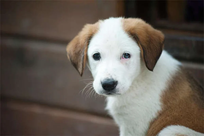 犬のいじめ行動を見分ける方法とやめさせる7つのステップ