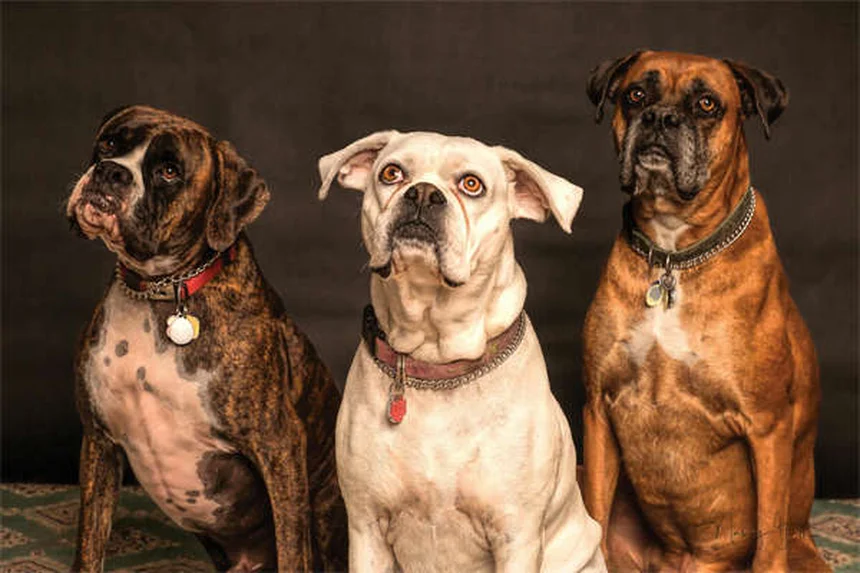 犬の目ヤニの色と状態でわかる！獣医に連れて行くべき5つのサイン