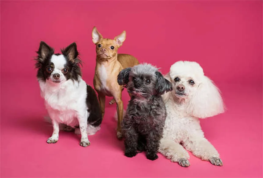 愛犬と快適にドライブ！失敗しない犬用シートカバーの選び方5つ