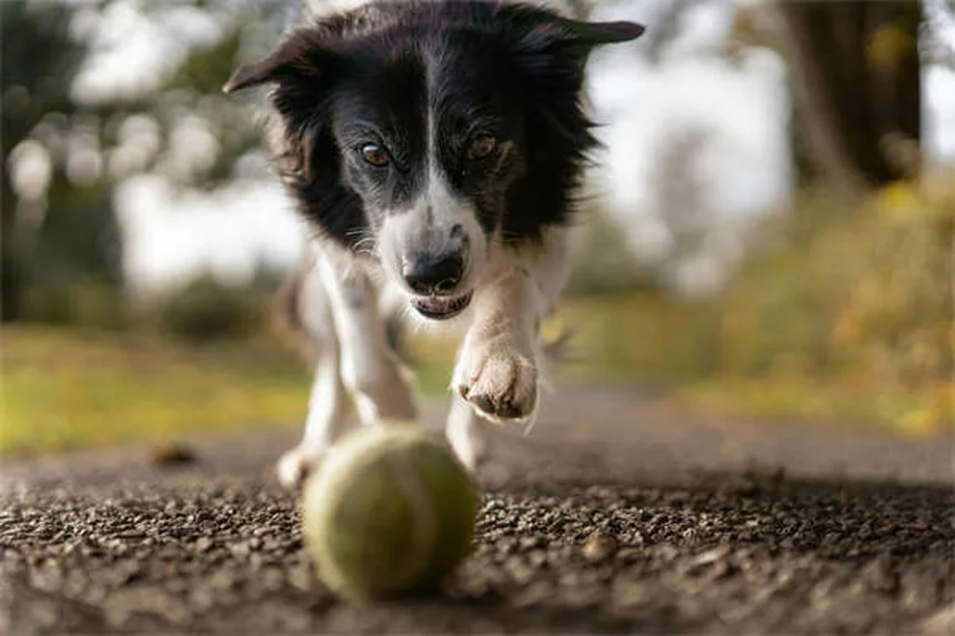 犬の知能は3歳児並み？脳の仕組みと感情の真実を解説