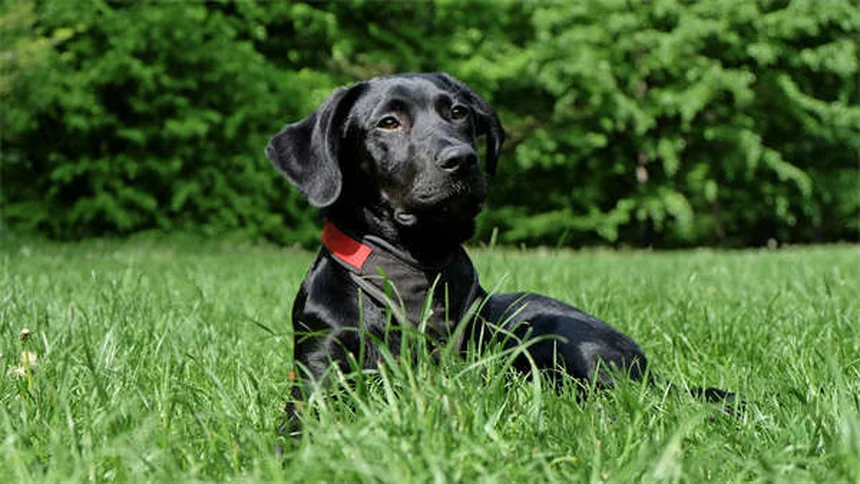 犬が蜂に刺されたら？症状と自宅での応急処置、病院へ行くべきサイン