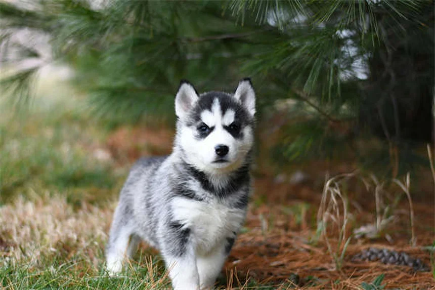 犬の不安にベナドリルは効く？獣医師が教える本当に効果的な5つの方法