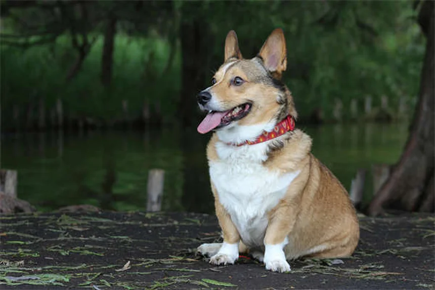 犬の不安にベナドリルは効く？獣医師が教える本当に効果的な5つの方法