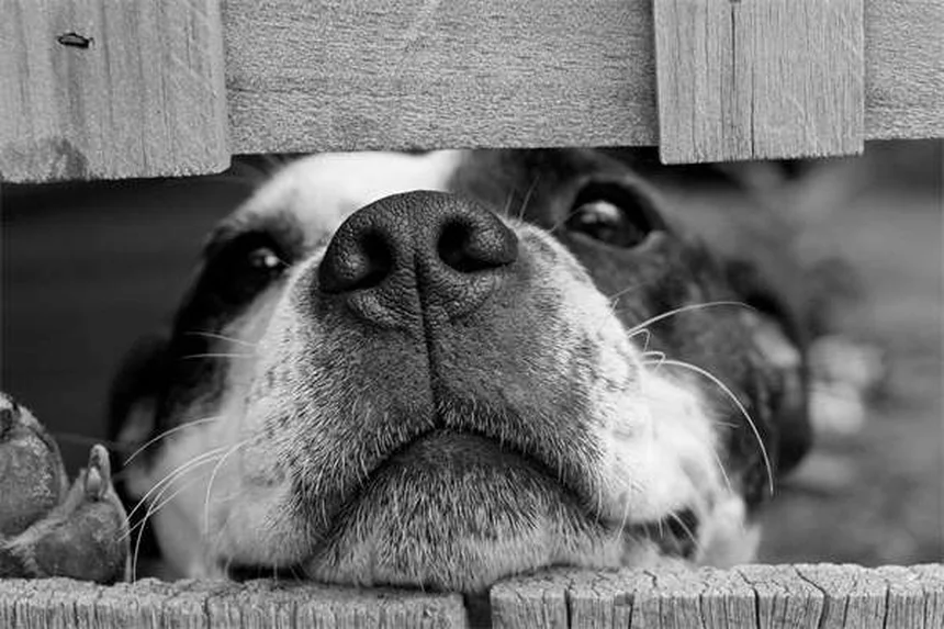 犬用ハーネスの危険性と安全な選び方：知っておくべき5つのリスク