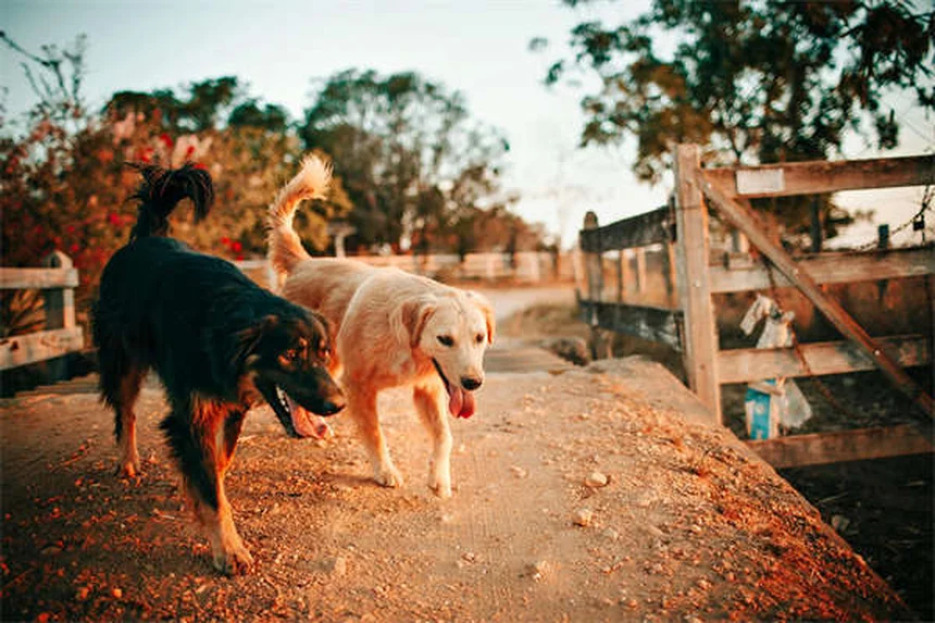 犬の異食症とは？原因と症状、対処法を獣医師が解説