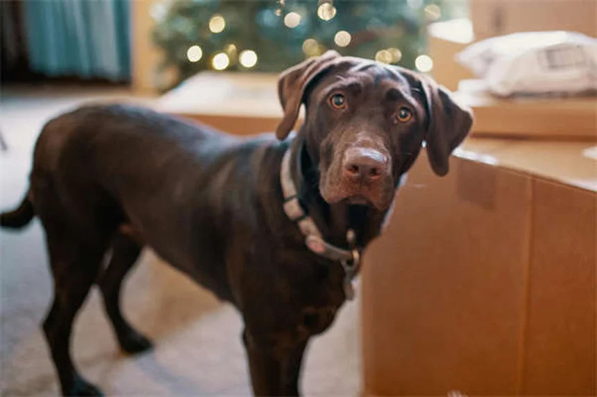 犬の異食症とは？原因と症状、対処法を獣医師が解説