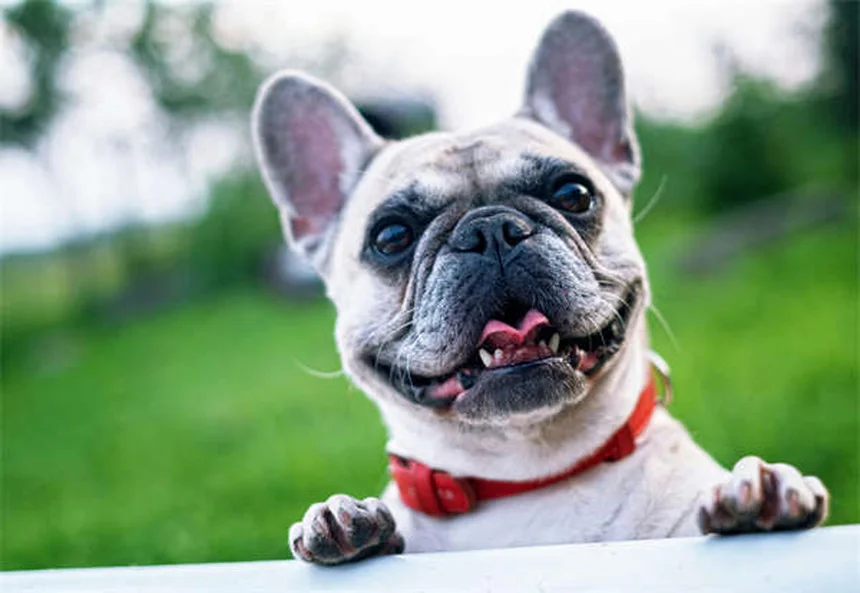 プロプラノロールとは？犬猫の心臓病治療に使われる薬の効果と注意点