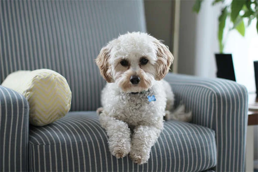 犬がうんち後に蹴る理由とは？マーキングの秘密を解説