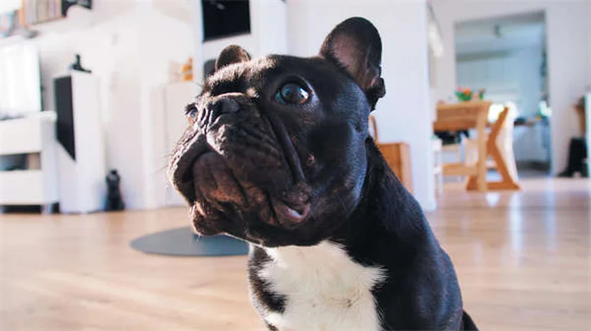 犬がうんち後に蹴る理由とは？マーキングの秘密を解説