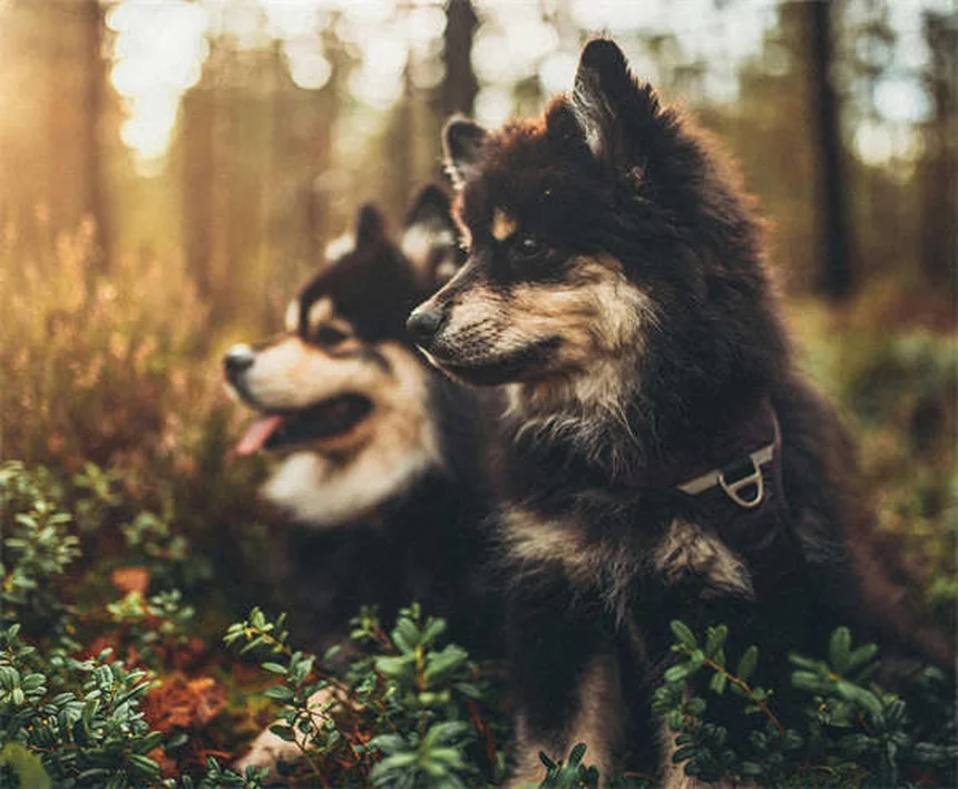 犬の妊娠中に安全な薬とは？絶対に避けるべき薬と授乳期の注意点