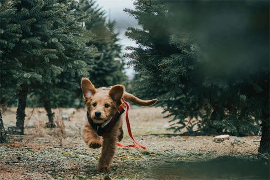 ダニはジャンプする？愛犬を守るための真実と5つの対策