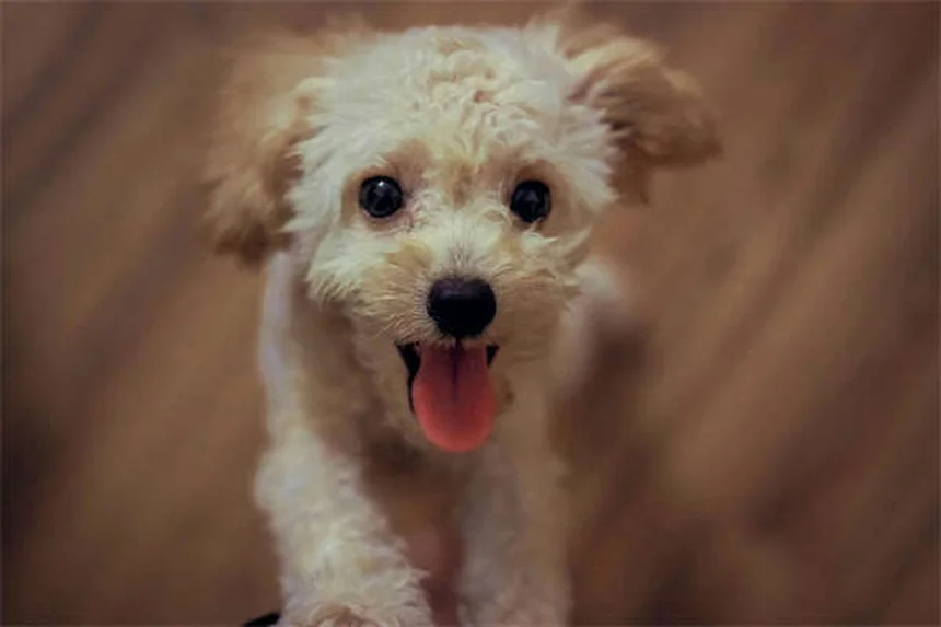 犬のノミ・ダニ駆除薬おすすめ5選！選び方と効果的な使い方