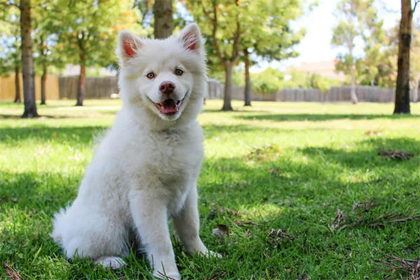 犬が咳をする原因とは？考えられる病気と自宅でできる対処法