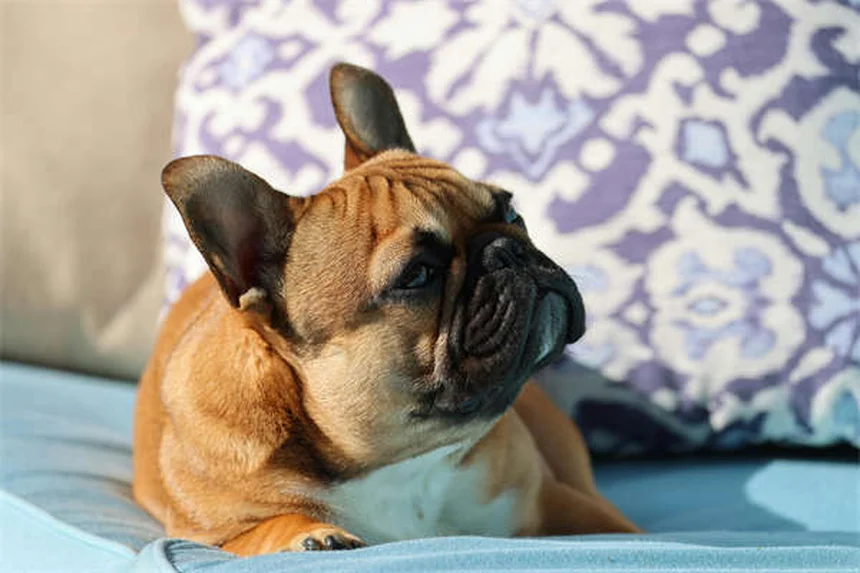 犬の異食症とは？原因と症状、対処法を獣医師が解説