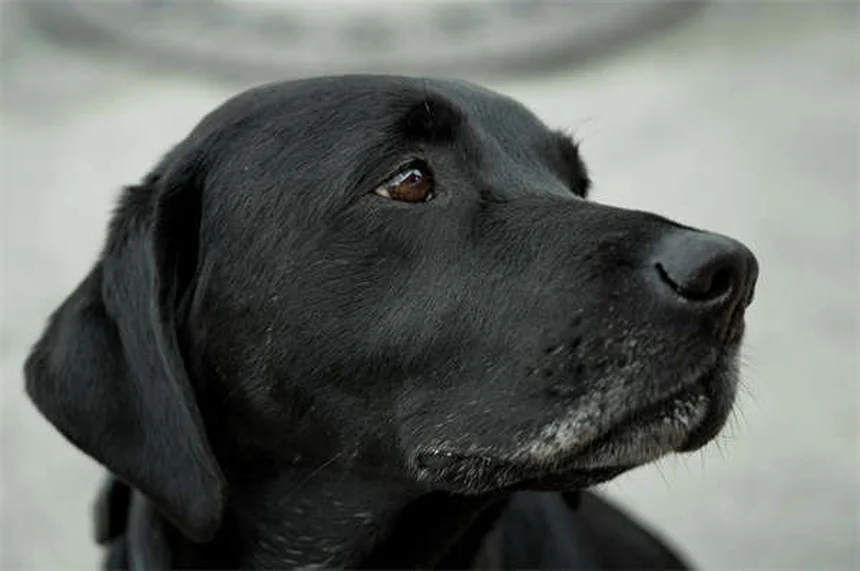 愛犬の死 ペットロス 乗り越え方 実践ステップ3選
