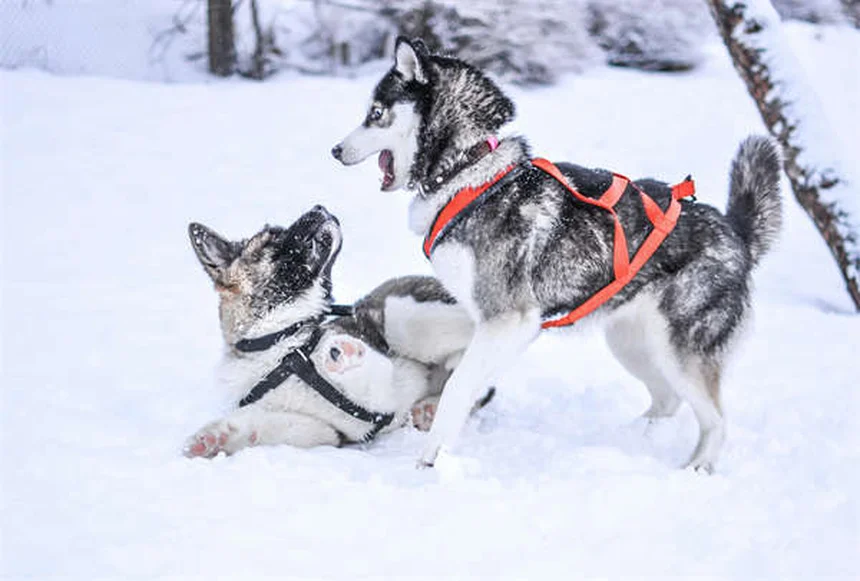 愛犬の死 ペットロス 乗り越え方 実践ステップ3選