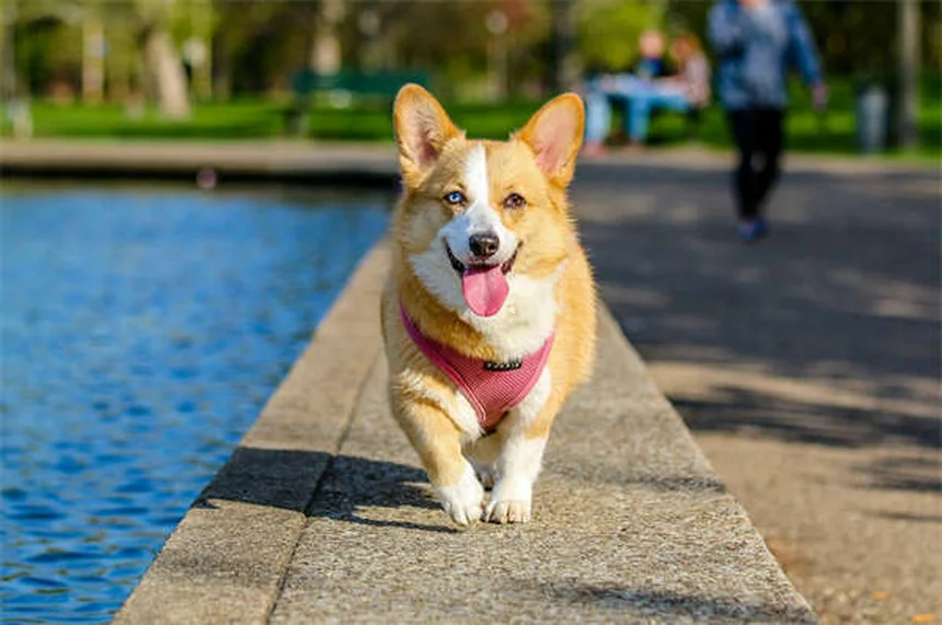 犬の恐怖性攻撃行動とは？原因と対処法を獣医師が解説