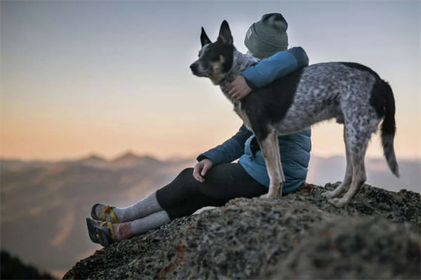 犬のしつけはバランスよりポジティブ強化！科学が証明する効果と信頼関係の築き方