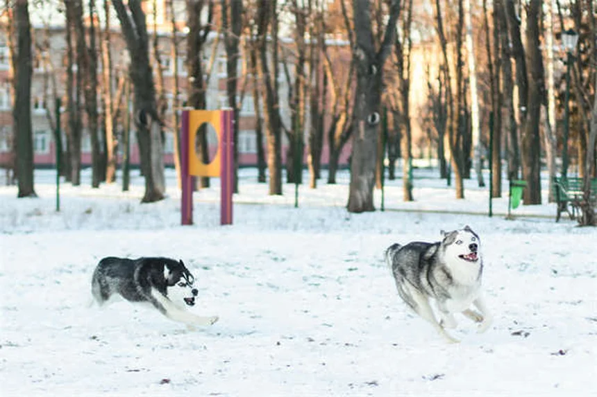 犬がシリカゲルを食べた！まず飼い主がすべき3つのステップと正しい対処法