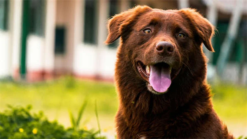 犬のダイエットで絶対に避けたい5つの失敗！愛犬の理想体重に導く方法