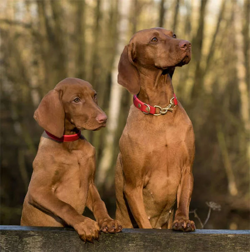 犬のダイエットで絶対に避けたい5つの失敗！愛犬の理想体重に導く方法