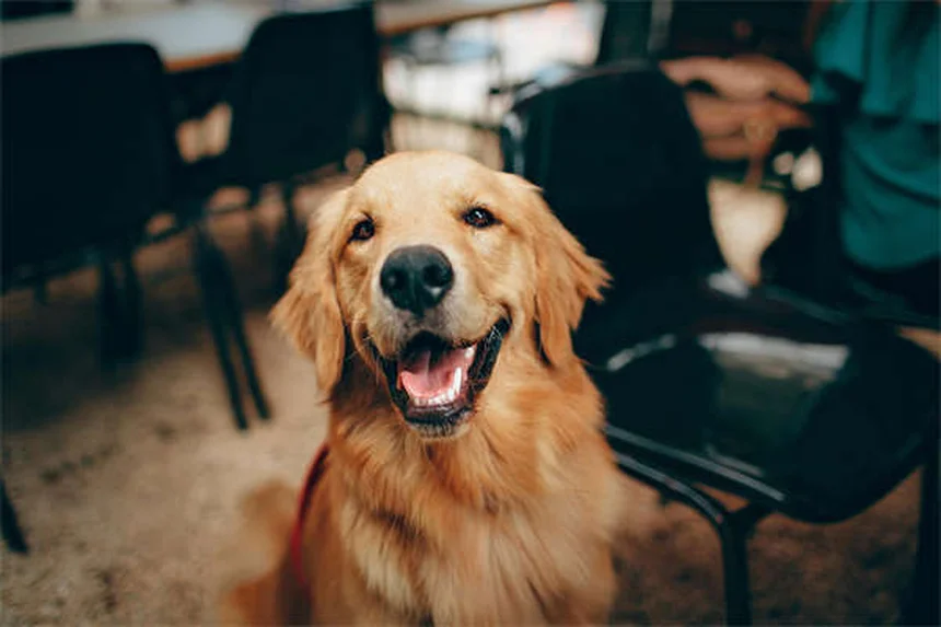 猫に絶対ダメ！犬用のノミ・ダニ駆除薬、なぜ危険？
