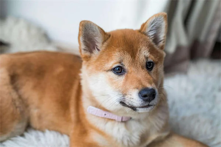 犬が空気を舐める理由とは？原因と対策を獣医師が解説