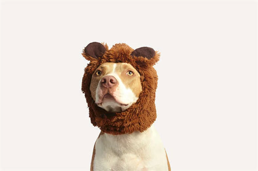 犬にセーターは必要？犬種別の判断基準と正しい選び方