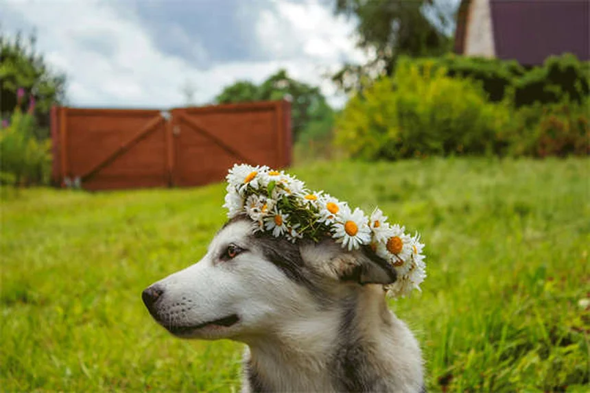 犬の背中の痛み・5つのよくある問題と予防・対処法を獣医師が解説