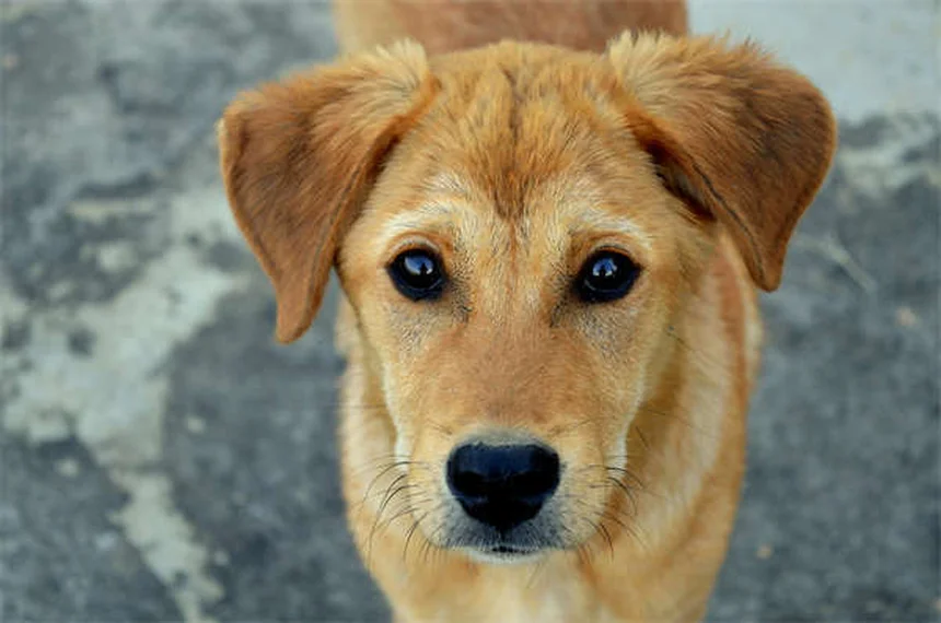 犬が声を失う原因とは？吠えすぎから病気まで7つの理由を獣医師が解説